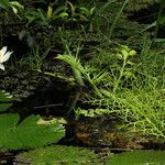 Ceratopteris thalictroides Plante entière