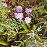 Limonium emarginatum Flower