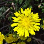 Crepis setosa 花