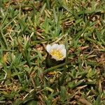 Werneria pygmaea Květ