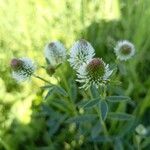 Trifolium montanum 花