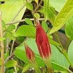 Mandevilla sanderi 花