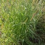 Setaria sphacelata List