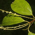 Alchorneopsis floribunda Blatt