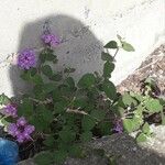 Lantana montevidensis Habitus