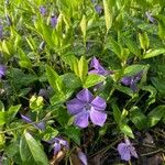 Vinca minorFlower