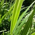 Dianella caerulea Folha