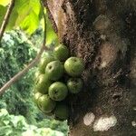 Ficus auriculata Fruit