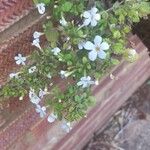 Bacopa repens Кветка