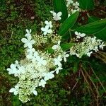 Hydrangea paniculata Blüte