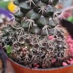 Mammillaria voburnensis Leaf