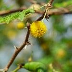 Acacia farnesiana Цвят