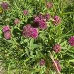 Trifolium alpestre 整株植物