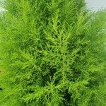 Cupressus macrocarpa 叶