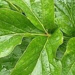 Paeonia mascula ഇല