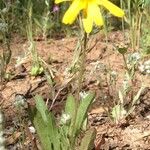 Agoseris heterophylla Blomma