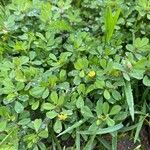 Trifolium dubium ᱥᱟᱠᱟᱢ