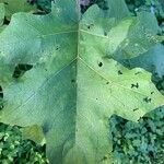 Solanum stramoniifolium Foglia