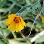 Calendula tripterocarpa Flor