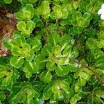 Saxifraga spathularis Листок