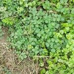 Medicago arabica Leaf