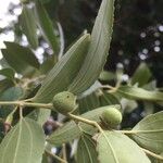 Ziziphus rivularis Fruit