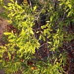 Euclea divinorum Leaf