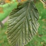 Sorbus aria Lapas