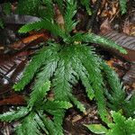 Selaginella parkeri Облик