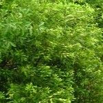 Morella cerifera Hoja