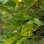 Canna glauca Leaf