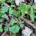 Corydalis flavula Leaf