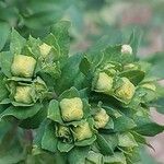 Ruta chalepensis Flor