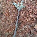 Artemisia caerulescens Rinde