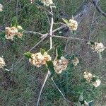 Sorbus intermedia Хабит