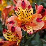 Alstroemeria aurea ফুল