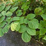 Aralia racemosa Leaf
