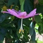 Passiflora tripartita Blomma