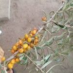 Hippophae rhamnoidesFruit