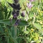 Stachys germanica Blomst