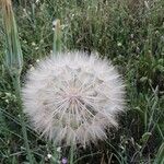 Tragopogon dubius Плод