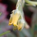 Echeveria pulidonis Flower