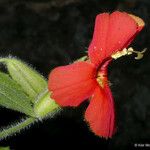 Mimulus cardinalis Flor
