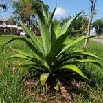 Agave demeesteriana Plante entière