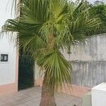 Livistona speciosa Hábito