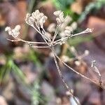 Torilis japonica Fruchs