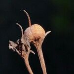 Heliotropium curassavicum Fruit