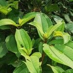 Dichaetanthera africana Leaf