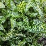 Arum italicum পাতা