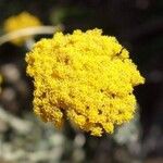 Helichrysum subglomeratum Flower